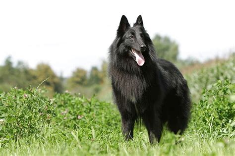 Our knowledge of the breed is second to none, we were instrumental in establishing the Belgian Shepherd on a sound footing in the UK with our early imports. . Belgian shepherd for sale uk